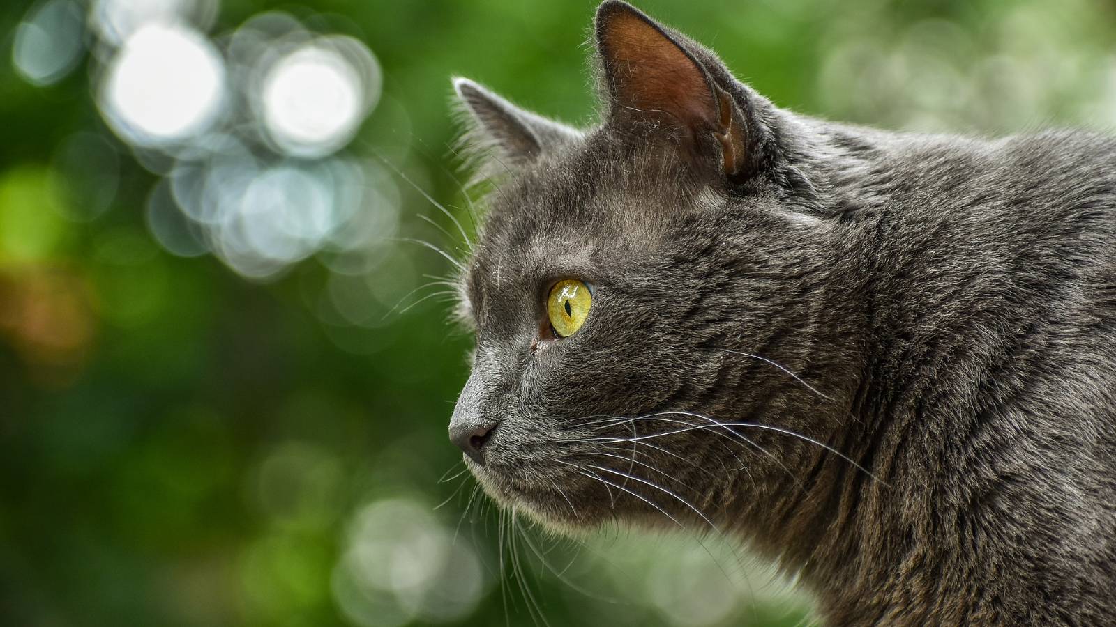 Another day with Tom the Cat! [Short Story]